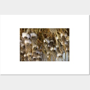 Hanging Garlic (horiz) Posters and Art